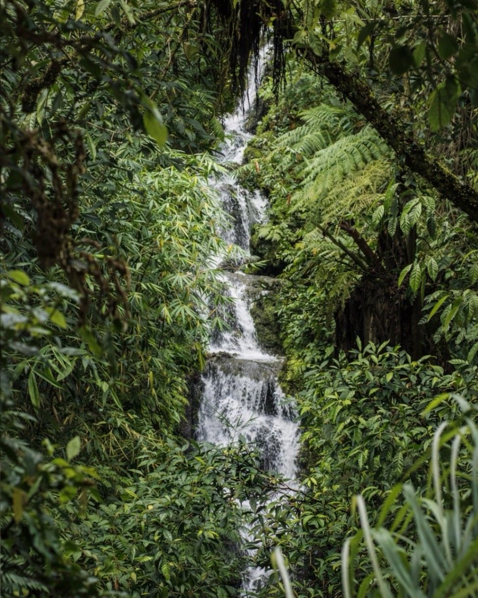The Kayon Resort Ubud — photo 9