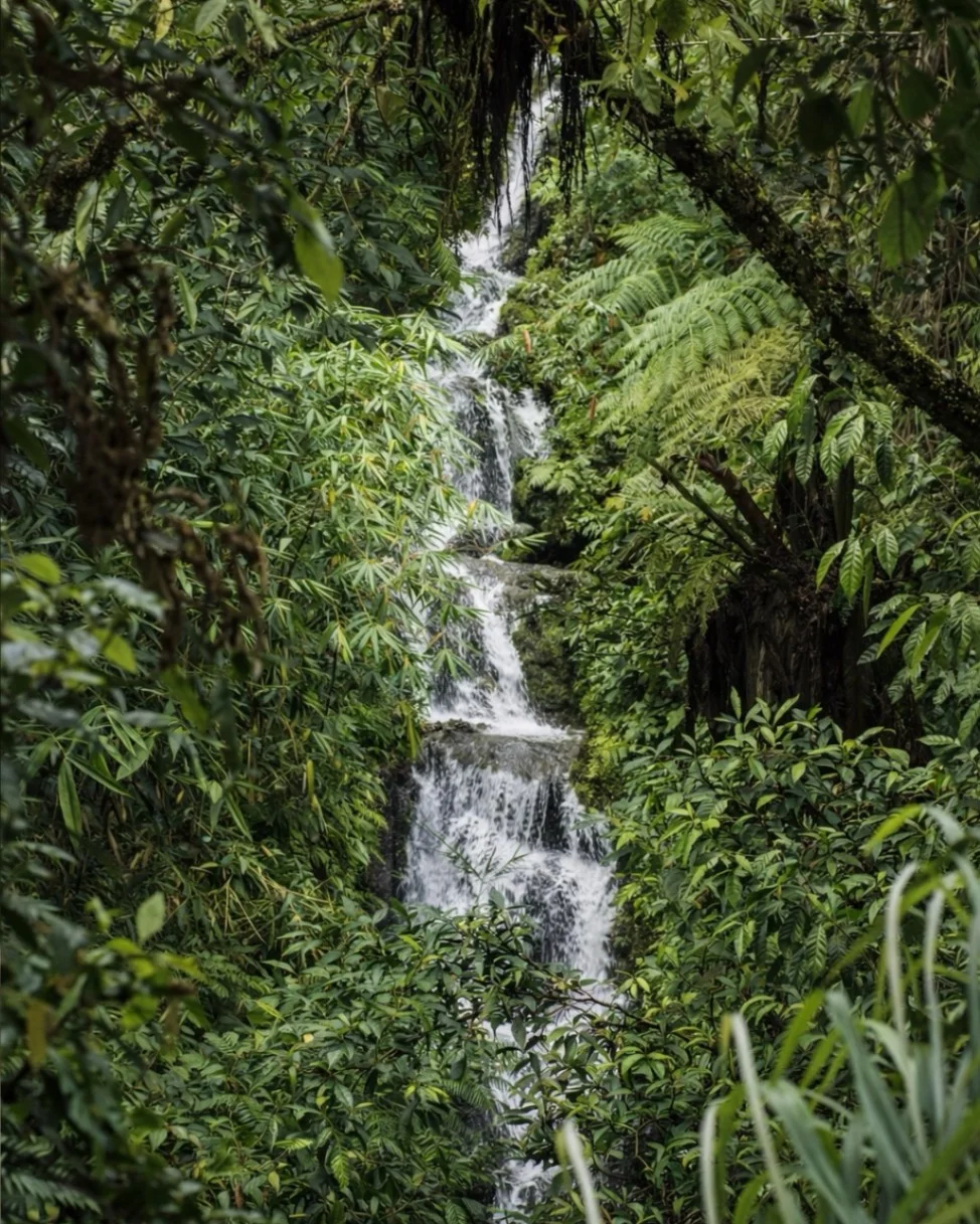 The Kayon Resort Ubud — photo 9